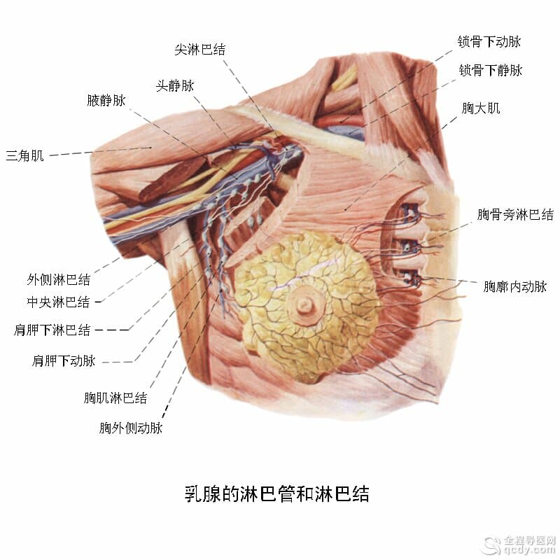 女子患漿細胞性乳腺炎潰爛不愈 年輕女性高發(fā)多因乳管畸形